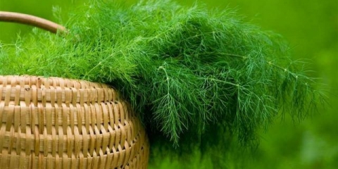 Kopar u izobilju: recenzije, fotografije, prinos